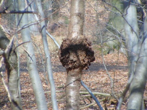 krebs-einer-buche-fagus-sylvatica-l-8247.jpeg