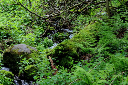 

Aufnameort: Westhang der Wasserkuppe , Rhön, 30.05.2013
Kamera: Canon EOS 600D, 1/125; 5,6; 84,0mm; ISO 500