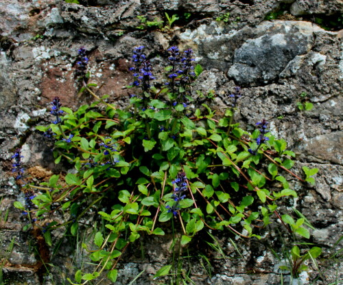 kriechender-gunsel-ajuga-reptans-auf-mauer-9836.jpeg