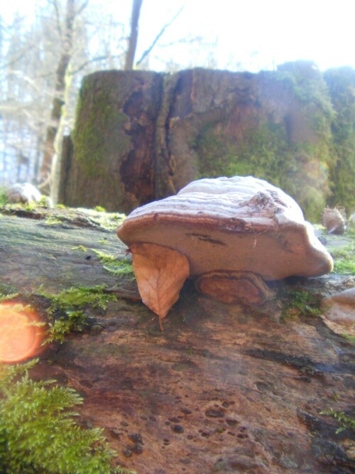 Früher wurde der Pilz auch zum Entfachen von Glut benutzt.
http://de.wikipedia.org/wiki/Zunderschwamm

Aufnameort: Eiershausen Hirschbergwald
Kamera: Medion digitaler Full-HD-Camcorder mit Touchscreen