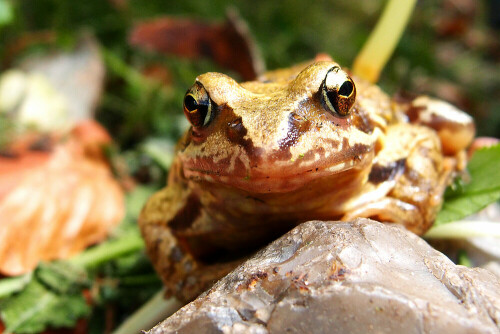 Diesen Frosch überraschte ich während meiner Gartenarbeit unter einem zerbrochenen Tontopf. Er war so freundlich und blieb sitzen, bis ich meine Kamera holte.

Aufnameort: Im Garten
Kamera: Olympus XZ-1