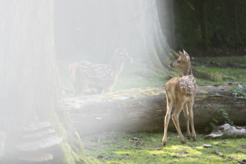 Zufallsbild mit dem versteckten Reh im Nebel. Ich hätte nicht gedacht, dass man es erkennen kann.

Aufnameort: Bielefeld
