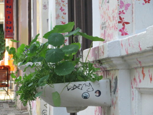 urban-gardening-8230.jpeg