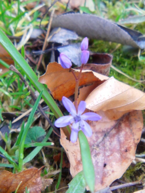 blaustern-scilla-8334.jpeg