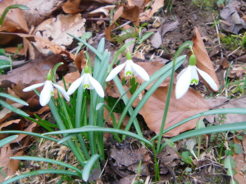 kleines-schneeglockchen-galanthus-nivalis-l-9422.jpeg