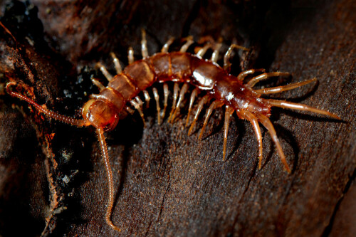 steinlaufer-lithobius-forficatus-11885.jpeg