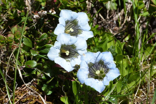 Kurzstieliger Enzian
Gentiana acaulis

Aufnameort: Gsiesertal/Südtirol
Kamera: Lumix FZ 48