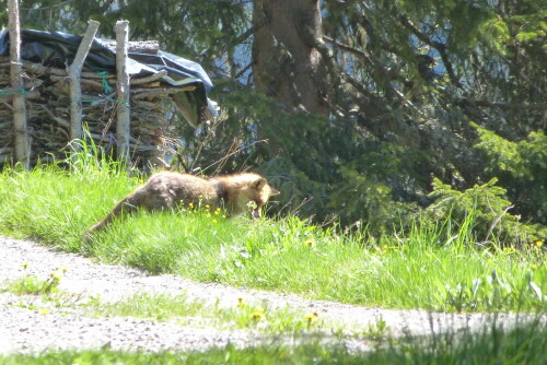 Auf etwa 1800 m Höhe erwischte ich diesen Fuchs beim Mausen.

Aufnameort: Gsiesertal/Südtirol
Kamera: Lumix FZ 48