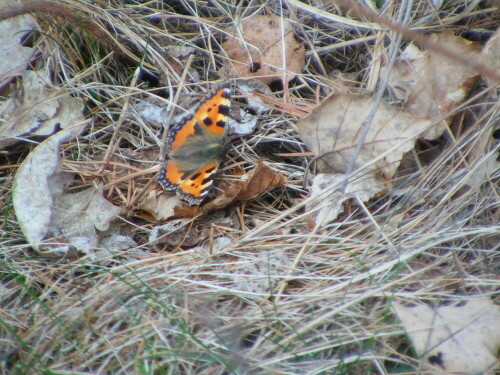 aglais-urticae-kleiner-fuchs-8333.jpeg