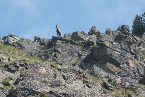 Beim Aufstieg zum Gerichtshals/Südtirol stand diese Gams
mit zwei Jungen wunderschön gegen den Himmel.

Aufnameort: Gsiesertal/Südtirol
Kamera: Lumix FZ 48