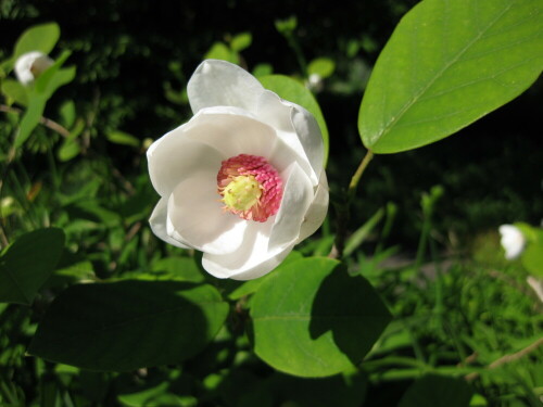 Magnolia sieboldii

Aufnameort: St. Gallen, Schweiz
