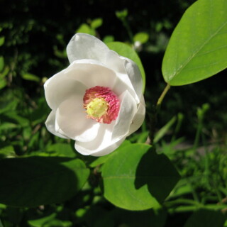 sommer-magnolie-8061