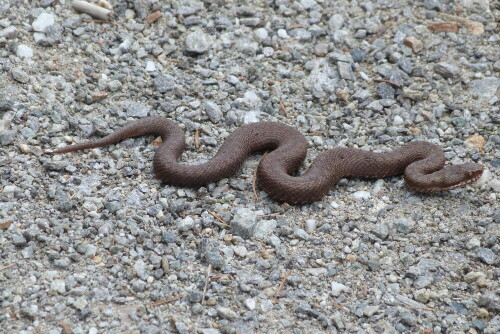 Dieses, etwa 40 cm lange Exemplar lag direkt vor mir auf dem
Wanderweg. Jedesmal, wenn ich einen Schritt auf sie zu machte,
richtete sie sich in Angriffstellung auf. Ich musste sie mit dem
Wanderstock ärgern, damit sie den Weg frei gab.

Aufnameort: Gsiesertal/Südtirol
Kamera: Lumix FZ 48