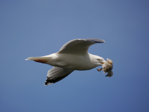 Eine Silbermöwe erbeutet eine junge Dreizehenmöwe und fliegt an den Besuchern auf dem Klippenrundweg entlang

Aufnameort: Helgoland
Kamera: Sony Alpha 77II