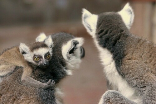 Das Kattababy steht in der Gruppe immer im Mittelpunkt, es ist erst einige Wochen alt

Aufnameort: Hagenbecks Tierpark Hamburg
Kamera: Contax Aria, 135mm, analoge Aufnahme - digitalisiert