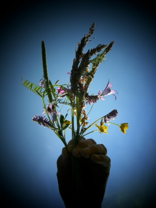 kinderhand-mit-feldblumen-10975.jpeg