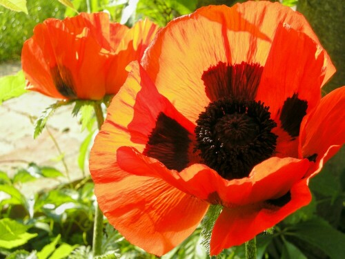 Mohn im Licht der frühen Sonne

Aufnameort: Ihlow / Brandenburg
Kamera: Nikon, P5100