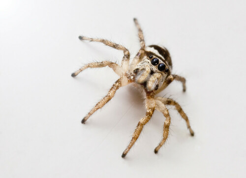 Springspinne auf der Fensterbank

Aufnameort: Am Haus
Kamera: Olympus, E-3