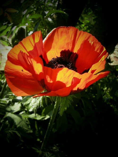 Mohn im Licht der frühen Sonne

Aufnameort: Ihlow / Brandenburg
Kamera: Nikon, P5100