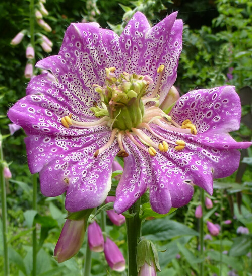 Handelt es sich auch um eine abnorme Blüte des Roten Fingerhutes (Digitalis purpurea), so offenbart Diese jedoch die filigrane Zeichnung, die sich im Kelch jeder normalen Blüte verbirgt.

Aufnameort: Mülheim Ruhr
Kamera: Panasonic Lumix DMC-TZ25