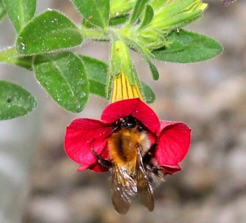 

Aufnameort: Österreich - Kärnten - Wörthersee - Garten
Kamera: Canon EOS 700D