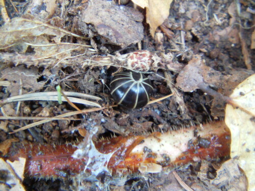 rollassel-armadillidium-vulgare-latreille-1804-9411.jpeg