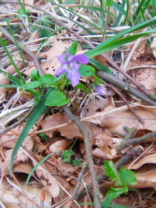 waldveilchen-viola-reichenbachiana-l-8353.jpeg