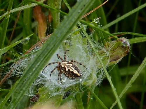 Spinnwebe im Morgentau,
Waldwiese

Aufnameort: Elsass Lothringen
Kamera: Olympus XZ-1