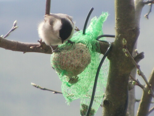 sumpfmeise-parus-palustris-l-8351.jpeg