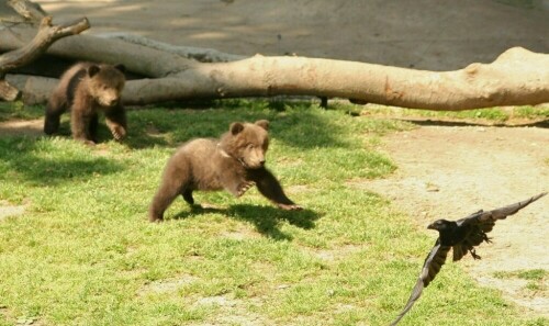 Die beiden Kamtschatka-Bärchen sind da gerade zwei Monate alt und - wie Tierbabys so sind - neugierig auf die große Welt

Aufnameort: Hagenbecks Tierpark Hamburg
Kamera: Canon A10