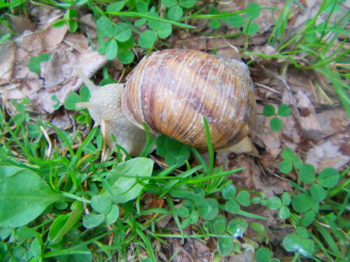 weinbergschnecke-helix-pomatia-l-8357.jpeg