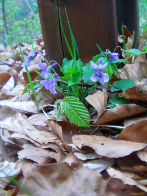 waldveilchen-viola-reichenbachiana-boreau-9675.jpeg