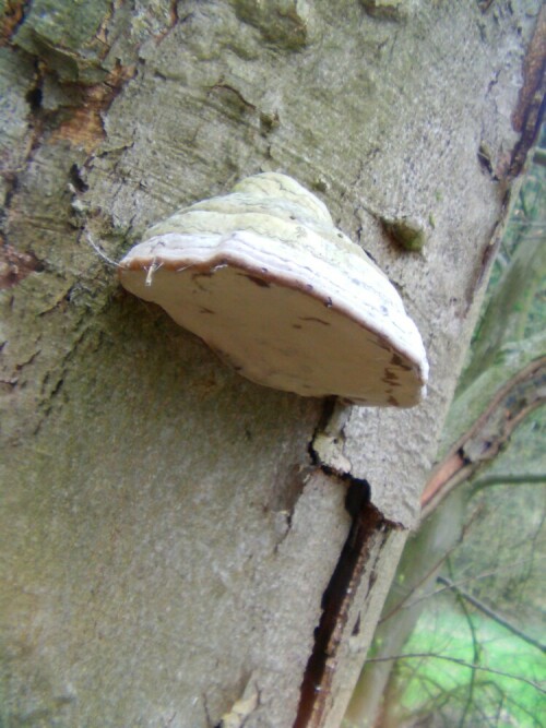 zunderschwamm-fomes-fomentarius-l-8439.jpeg