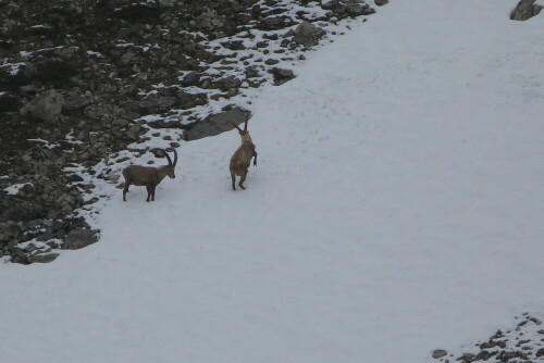 Kämpfende Steinböcke uaf einem Schneefeld. Die Entfernung
betrug allerdings 200 - 250 meter. Allerdings gelangen mir
7 Aufnahmen.

Aufnameort: Großer Widderstein/Klein-Walsertal
Kamera: Lumix FZ 48