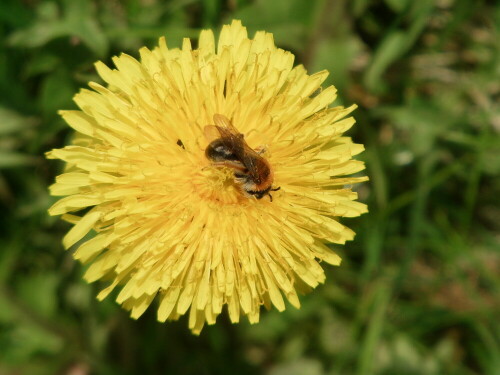 rotschopfige-sandbiene-andrena-9724.jpeg