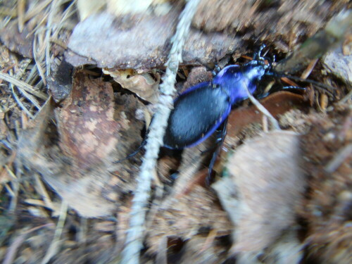 carabus-problematicus-l-8404.jpeg