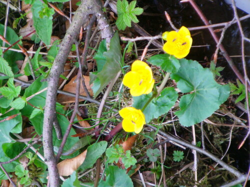 sumpfdotterblume-caltha-palustris-l-8434.jpeg