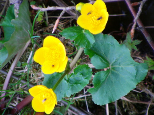 Sumpfdotterblumen wachsen gerne in sumpfigen Wiesen, an Quellen, Bächen sowie Gräben, ferner in Bruch- wie Auenwäldern.
http://de.wikipedia.org/wiki/Sumpfdotterblume

Aufnameort: Simmersbach östlich des Friedhofes
Kamera: Medion Digitaler Full-HD-Camcorder mit Touchscreen Medion Life