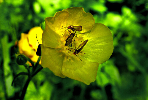 Gruppe von Urmotten auf Hahnenfußblüte. Diese primitiven Schmetterlinge besitzen noch keinen Rüssel.

Aufnameort: Altmühlsee.
Kamera: Panasonic DMC-FZ200