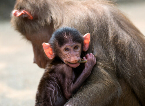 

Aufnameort: Frankfurt Zoo
Kamera: Nikon D800E