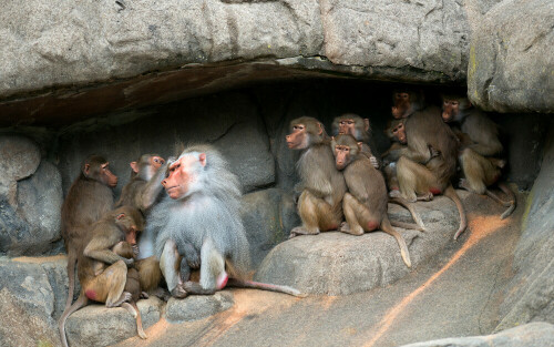 Die Affen hatten Angst vor einem sich nahenden Unwetter und flüchteten in ihren Unterstand.

Aufnameort: Frankfurt Zoo
Kamera: Nikon D800E