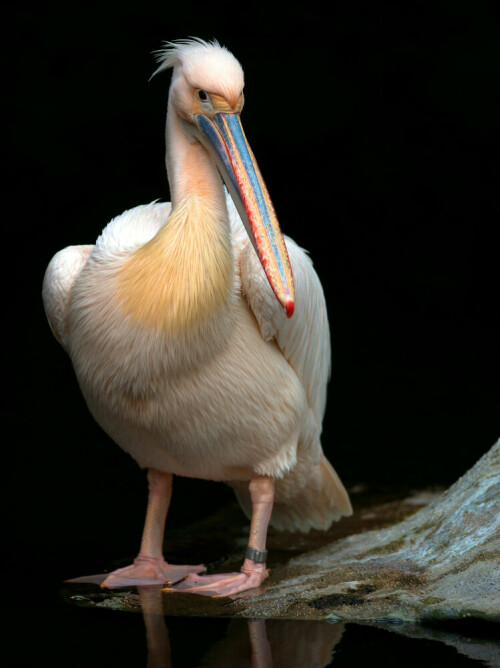 

Aufnameort: Zoo Frankfurt
Kamera: Nikon D3