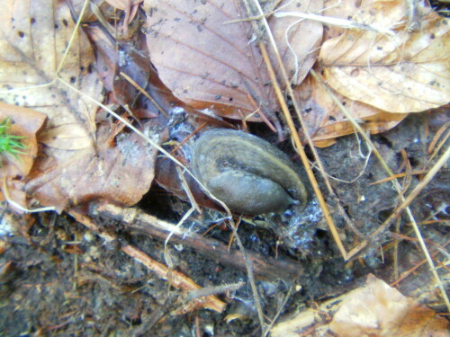 wald-wegschnecke-arion-silvaticus-lohmander-1937-9766.jpeg