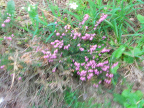 Erica in einer Blumenrabatte

Aufnameort: Eiershausen
Kamera: Medion Digitaler Full-HD-Camcorder mit Touchscreen