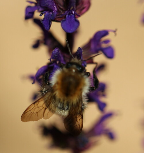 

Aufnameort: Marburg, An der Zahlbach 19, Garten 06.07.2013
Kamera: Canon EOS 600D 1/1600; 2,8; 100,0mm; ISO 100