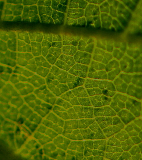 Junges Blatt einer Hainbuche ganz nah

Aufnameort: Marburg, An der Zahlbach 19, Garten 06.07.2013
Kamera: Canon EOS 600D 1/640; 2,8; 100,0mm; ISO 100