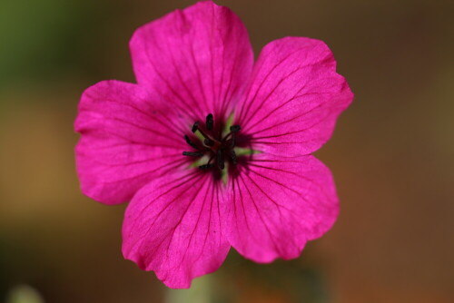 blutroter-storchschnabel-geranium-sanguineum-10041.jpeg