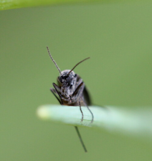 ...wohl keine Stechmücke, vielleicht eine Pilzmücke?

Aufnameort: Marburg, An der Zahlbach 19, Garten 06.07.2013
Kamera: Canon EOS 600D, 1/60; 5.0; 100,0mm; ISO 400