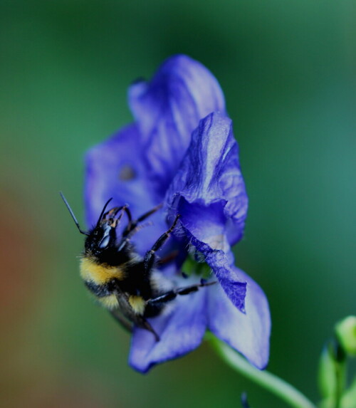 saugrussel-putzende-erdhummel-bombus-terrestris-9639.jpeg