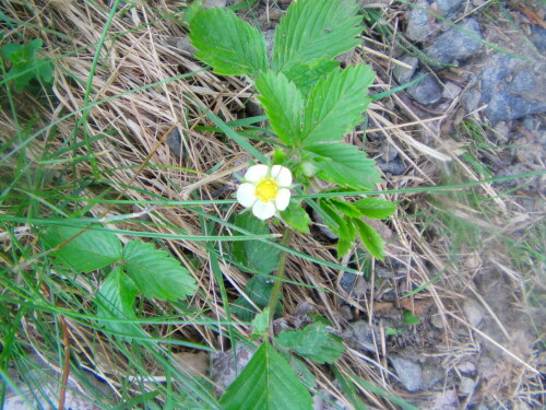 wald-erdbeere-fragaria-vesca-l-in-blute-9780.jpeg